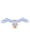 Harry Potter Hedwig Wall Plaque 45cm