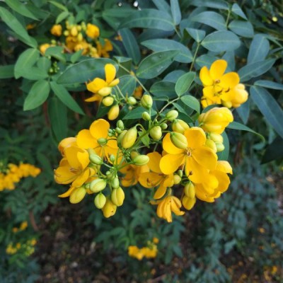 Cassia Tora ....5 seminte in pachet foto
