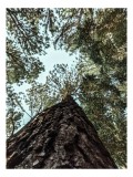 Tablou Canvas, "Privind spre cer prin pădurea &icirc;naltă", Arbore, Tulpină, Cer, Frunziș, Natură, Verde, Pădure, Perspectivă, &Icirc;nălțime, Vegetație, 26 x 39