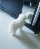 Vand Bichon Maltez