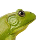 Figurina - American Bullfrog | Safari