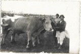 P2847N Țăran rom&acirc;n cu perechea sa de boi, cca anii 1930-1940