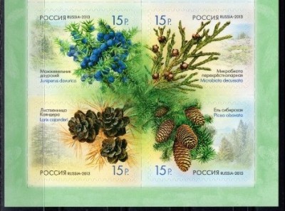 RUSIA 2013 - FLORA - CONIFERE- serie 4 timbre autoadezive in bloc Mi.1914-17 MNH foto