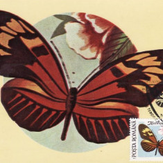 C4001 - Romania 1991 - carte maxima fluturi