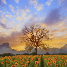 Tablou canvas Copac in lan de floarea soarelui, 45 x 30 cm