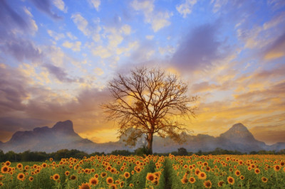 Fototapet de perete autoadeziv si lavabil Copac in lan de floarea soarelui, 270 x 200 cm foto