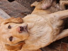 Labrador Retriever Auriu Mascul schema completa de vaccinare si deparazitare