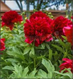 Bujor Red Double - rosu cu Florile uriase si parfumate- planta la ghiveci, Casa