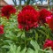 bujor Red Double - rosu cu Florile uriase si parfumate- planta la ghiveci
