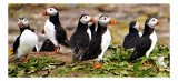 Tablou Canvas, "Adunarea pinguinilor pe st&acirc;nci verzi", Puffins, Păm&acirc;nt, Frunze, Ciocuri, Pinguini, Ocean, Natură, Bicolor, 39 x 26 cm, CMCLASS
