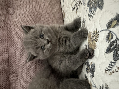 British shorthair foto