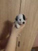 Bichon havanez 4 baietei, Royal Canin