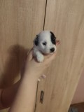 Bichon havanez 4 baietei