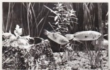 bnk cp Constanta - Acvariul - Trichogaster trichopterus - necirculata
