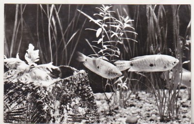bnk cp Constanta - Acvariul - Trichogaster trichopterus - necirculata foto