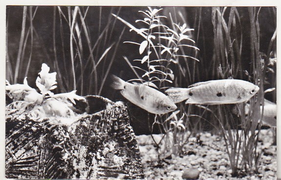bnk cp Constanta - Acvariul - Trichogaster trichopterus - necirculata