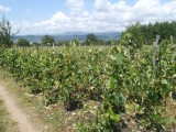 Struguri nova 0722550493