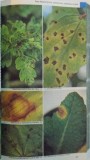 BOLILE SI DAUNATORII PLANTELOR, DIAGNOSTIC SI TRATAMENT de ELISABETH si JEROME JULLIEN, 2014 *PREZINTA HALOURI DE APA