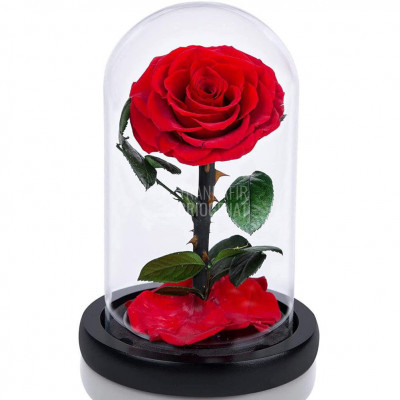 Trandafir Criogenat rosu &amp;Oslash;8cm in cupola de sticla 10x20cm foto