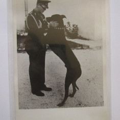 Rară! Fotografie presă 181x121 mm cu regele Mihai și câinele său favorit anii 40