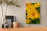 Tablou Canvas, "Strălucirea soarelui &icirc;n grădină", Floare, Galbenă, Petale, Natură, Frumusețe, Prospețime, Primăvară, Viu, Delicat, Simetrie, 26 x 39 c