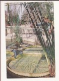 RF152 - Carte Postala - Cluj. Gradina botanica. Aspect din sera plantelor exotice, circulata 1964