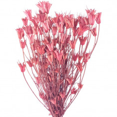 Plante uscate Nigella orientale- roz foto