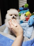 Pomeranian mini toy
