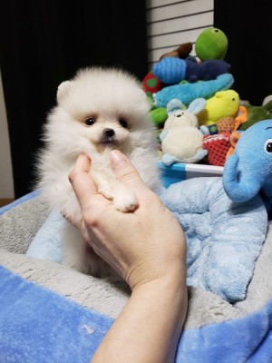 Pomeranian mini toy foto
