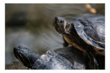Tablou Canvas, "Broaște țestoase odihnindu-se pe st&acirc;ncă", Broască-Țestoasă, Apă, Coajă, Verde, Natură, Reptilă, Soare, Țestoase, R&acirc;u, Piatră, 39 x 26