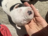 Amstaff stafforshire terrier