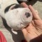 Amstaff stafforshire terrier