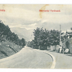 4944 - SINAIA, Prahova, Ave. Ferdinand, Romania - old postcard - used - 1908