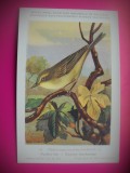 HOPCT 6270 PHYLLOSCOPUS TROCHILUS TROCHILUS -PASARI-FAUNA EUROPA-CP CHROMO LITHO -MUZEUL REGAL STIINTE NATURALE BELGIA-NECIRCULATA, Printata