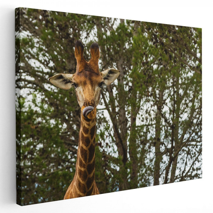 Tablou cap girafa Tablou canvas pe panza CU RAMA 80x120 cm