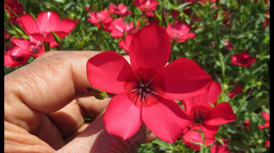 SCARLET FLAX - IN ROSU - 5 seminte pentru semanat foto