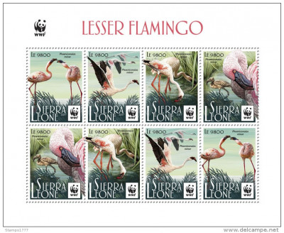 WWF 2017-SIERRA LEONE-Bloc de 8 timbre nestampilate- pasari, Lesser FLAMINGO,MNH foto