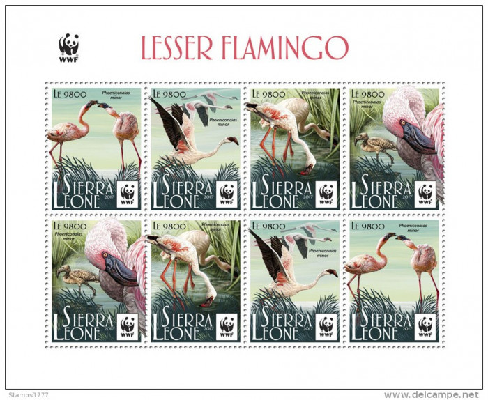 WWF 2017-SIERRA LEONE-Bloc de 8 timbre nestampilate- pasari, Lesser FLAMINGO,MNH