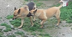 Ciobanesc german de v&acirc;nzare.