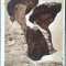 112 - Babele , muntii Bucegi / carte postala circulata