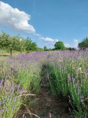 Lavanda proaspata foto