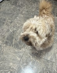 C&acirc;ine maro 🐕