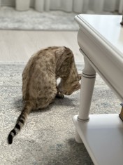 Pisica bengaleza foto