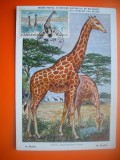 HOPCT MAXIMA NR 1049 CAMERUN GIRAFA -AFRICA-FAUNA