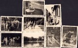 M495 Lot de 8 poze Grădina zoologică Sibiu și orașul, 1943