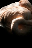 Tablou Canvas, "Flamingo &icirc;n lumina bl&acirc;ndă a soarelui", Flamingo, Eleganță, Lumină, Textură, Contrast, &Icirc;ncovoiat, Grație, Serenitate, 26 x 39 cm, CMCLA