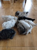 Căței bison talie mică de v&icirc;nzare, Collecta