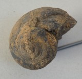 Gasteropod fosil Cretacic