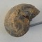 Gasteropod fosil Cretacic