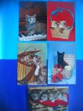 HOPCT LOT NR 1052 PISICI --5 CARTI POSTALE-CIRCULATE, Circulata, Printata